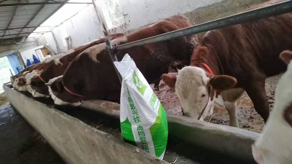 2、～斤肉牛精飼料配方